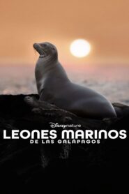 Leones Marinos de las Galápagos